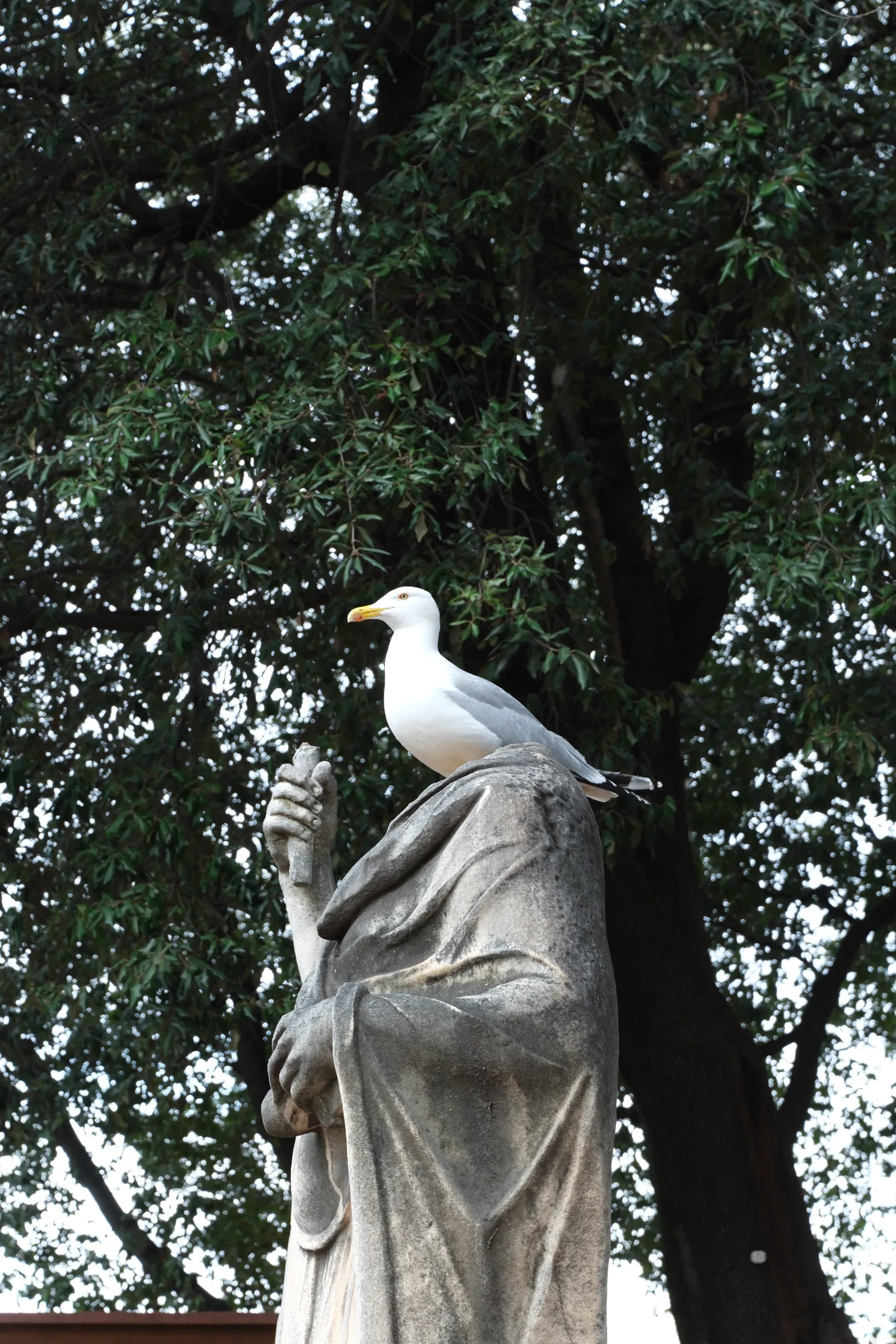 Seagull on statue