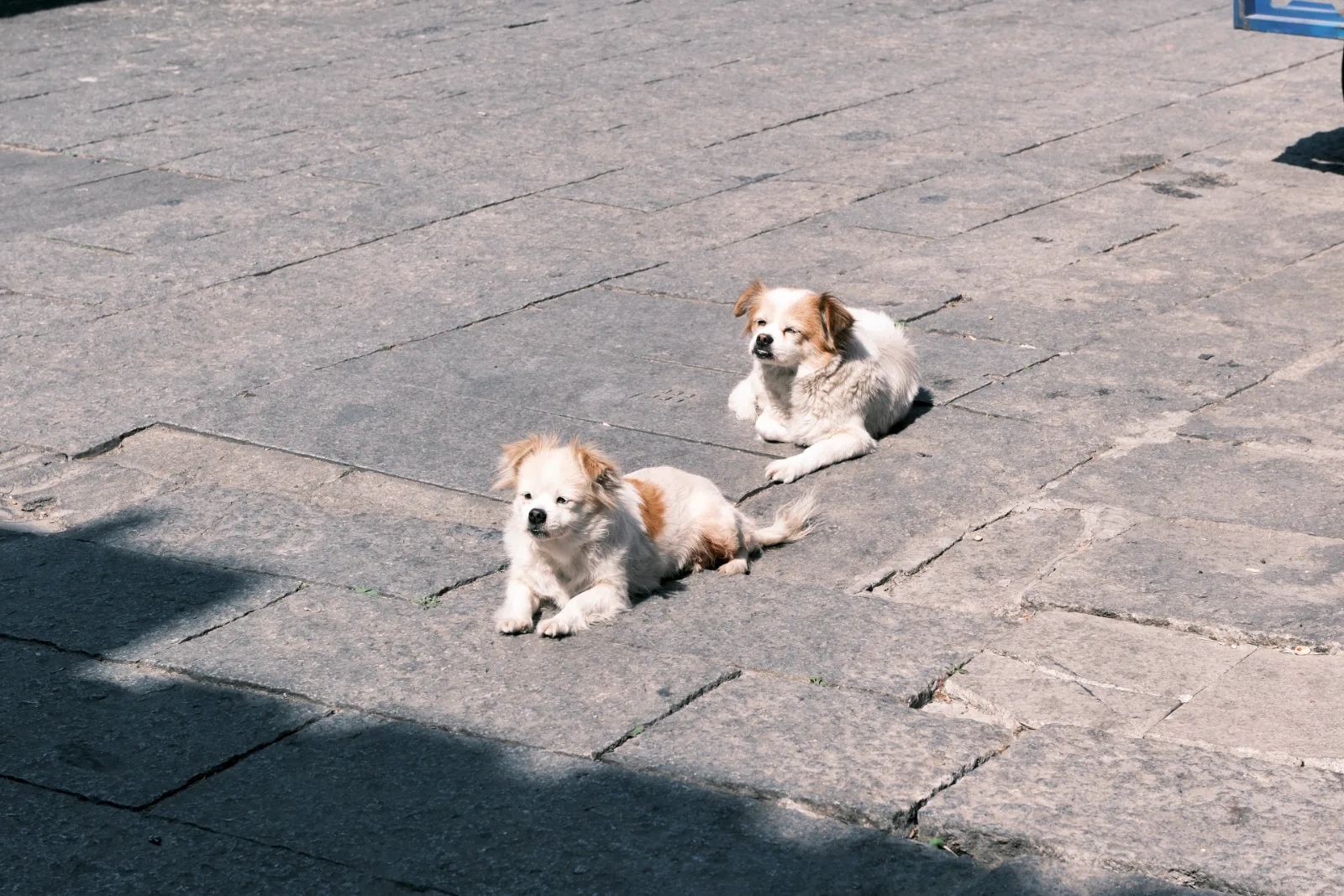 Two dogs